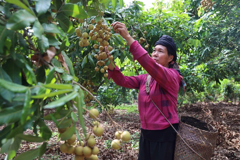 Tìm đầu ra cho quả nhãn Sơn La