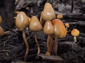 Các nhà khoa học Australia nghiên cứu dược tính của nấm "thần" psilocybin