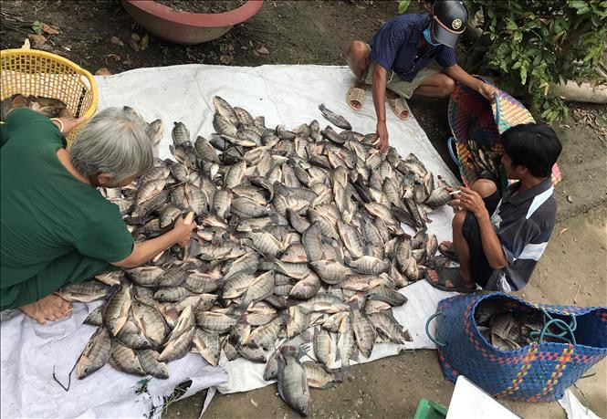 Nông dân vùng U Minh Thượng tăng thu nhập từ nuôi cá đồng