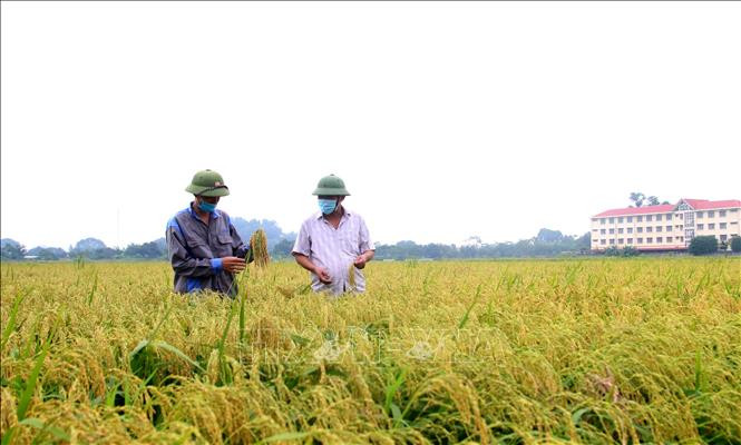 Phát triển thương hiệu nếp nhung Tam Sơn