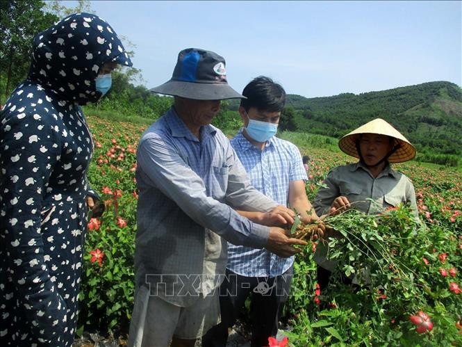 Hiệu quả cao từ trồng sâm Báo ở Thanh Hóa