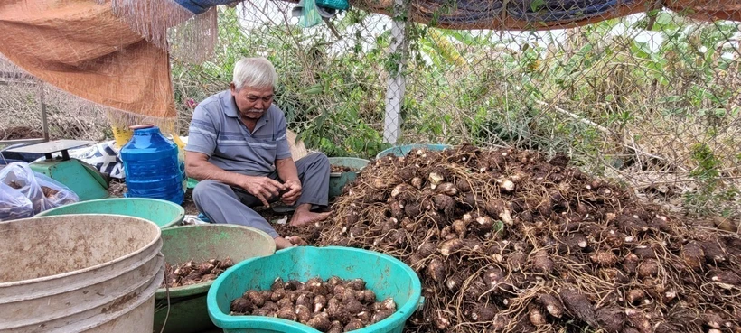 Ông Lê Thanh Hải, ngụ xã Láng Dài, huyện Đất Đỏ (Bà Rịa-Vũng Tàu) phân loại khoai môn theo kích cỡ để bán cho thương lái. Ảnh: Hoàng Nhị - TTXVN