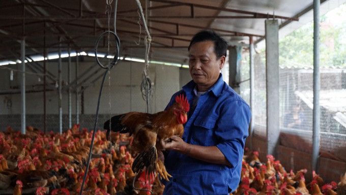 Mô hình phát triển bền vững trong chăn nuôi gia cầm ở Hải Phòng