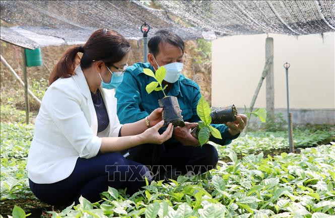 Gỡ khó cho người trồng rừng gỗ lớn ở vùng cao Ba Chẽ