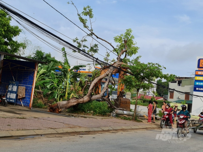 Một cây phượng tại thành phố Tuyên Quang bị đổ gẫy do mưa dông gây ra. Ảnh: nongnghiep.vn