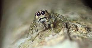 Nhện Guriurius minuano. Ảnh: oz-online.de