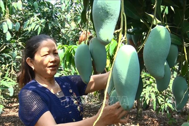 Vườn xoài trồng trên vùng đất sỏi đen xã Sông Ray cho năng suất cao nhờ bàn tay cải tạo của người nông dân. Ảnh: Lê Xuân-TTXVN