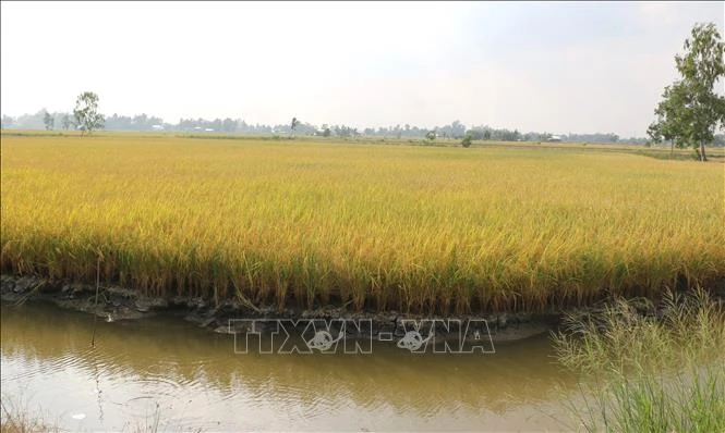 Sản xuất tôm – lúa được mùa, được giá ở Bạc Liêu
