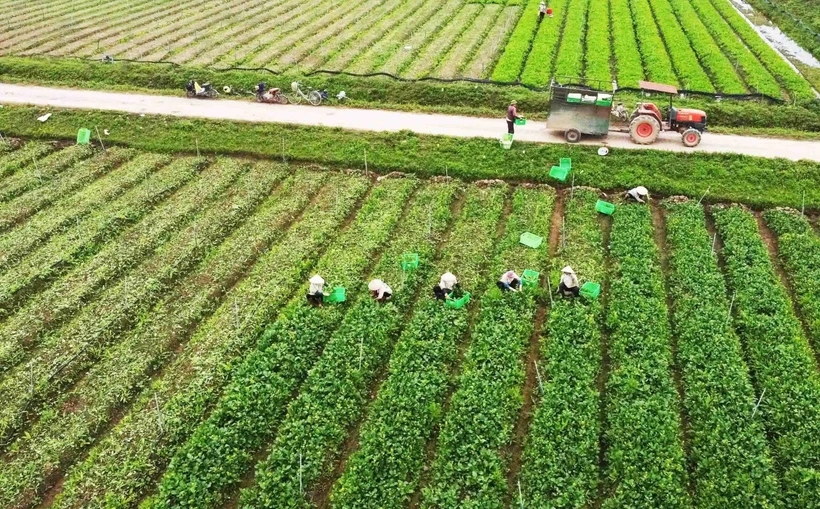 Trí tuệ nhân tạo sẽ thúc đẩy phát triển nông nghiệp hiện đại 