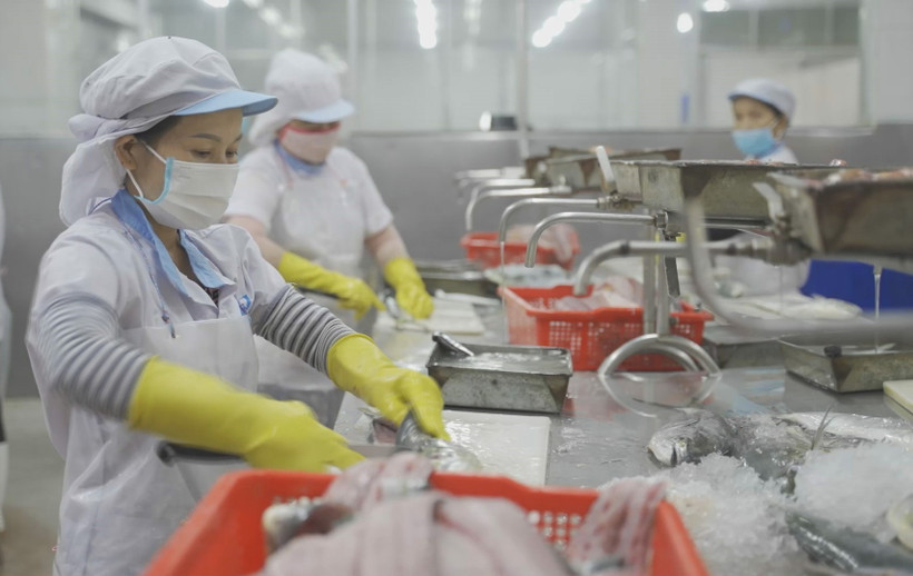 Quảng Ngãi khuyến khích chế biến thủy sản xuất khẩu gắn với vùng nguyên liệu