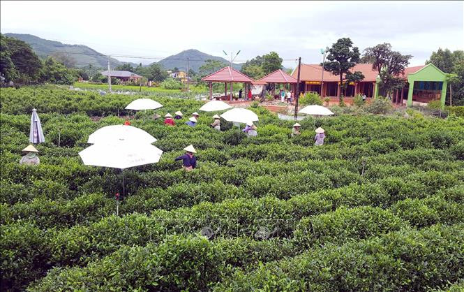 Vùng chè nguyên liệu 10 ha đạt tiêu chuẩn VietGAP tại Tân Cương. Ảnh: Trần Trang-TTXVN