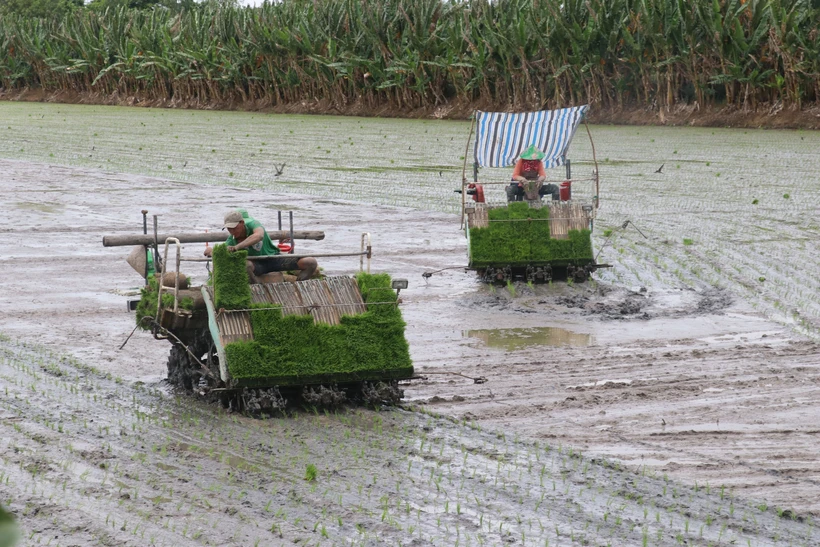 Gieo mạ, cấy máy giúp nông dân Đồng Tháp tăng lợi nhuận đến 3 triệu đồng/ha