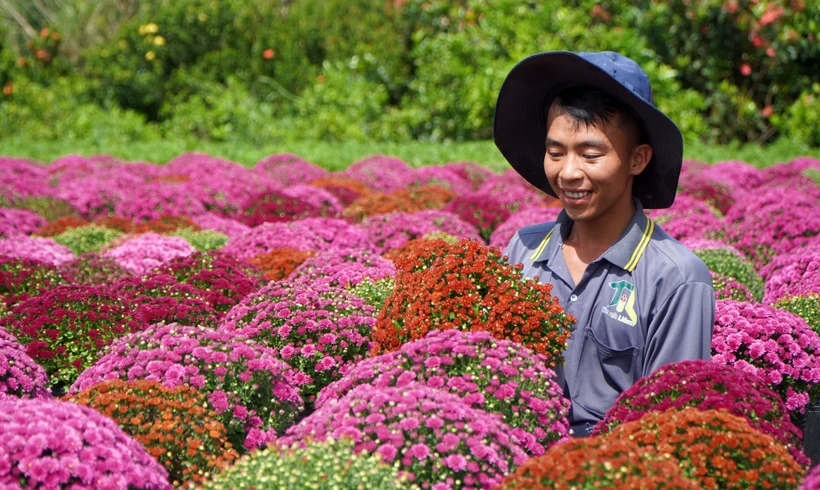 Đồng Tháp trồng hơn 100 ha giống hoa hồng phục vụ Festival hoa và Tết