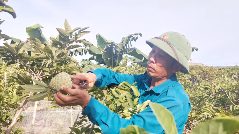 Anh Nguyễn Văn Khoa tại xã Dân Việt, thị xã Đông Triều (Quảng Ninh) thu hoạch na. Ảnh: Thanh Vân - TTXVN