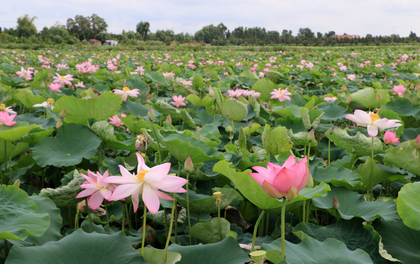 Nông dân Đồng Tháp trồng hoa màu mùa lũ thu lợi nhuận cao