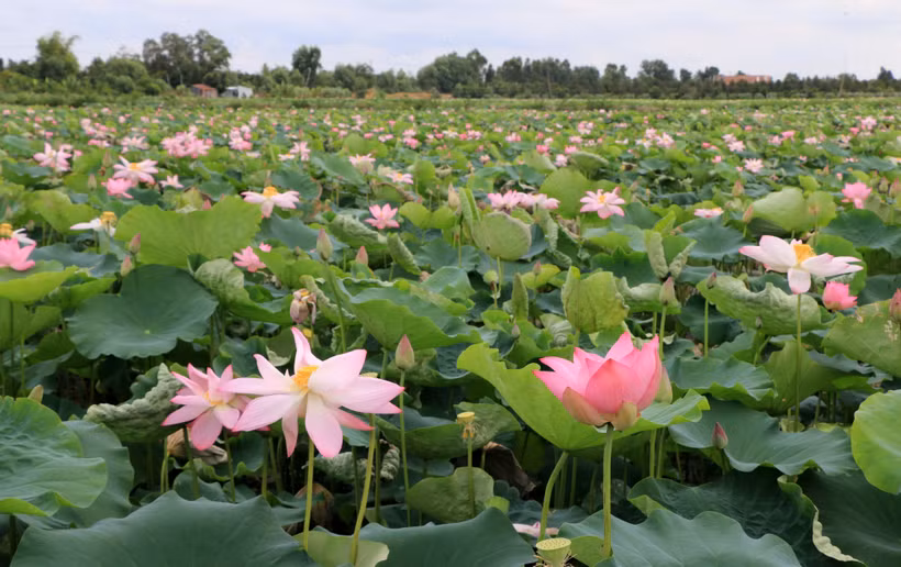 Nông dân Đồng Tháp trồng hoa màu mùa lũ thu lợi nhuận cao