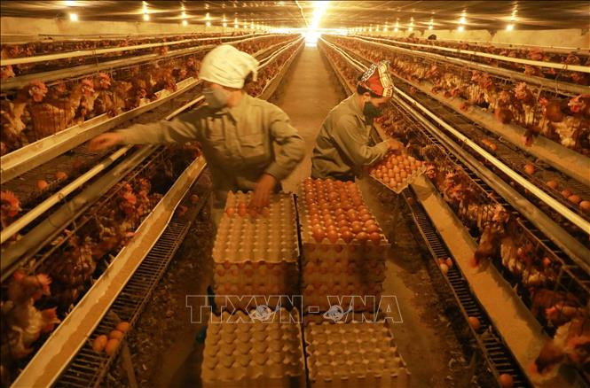 Bảo vệ tối đa quyền lợi cho người lao động và người sử dụng lao động trong bối cảnh dịch COVID-19