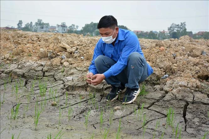 Hạt giống nảy mầm sẵn, nhà nông không lo thời tiết