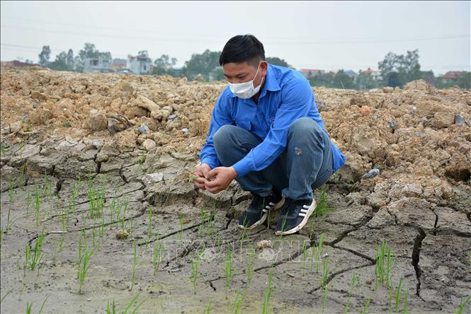 Hạt giống nảy mầm sẵn, nhà nông không lo thời tiết