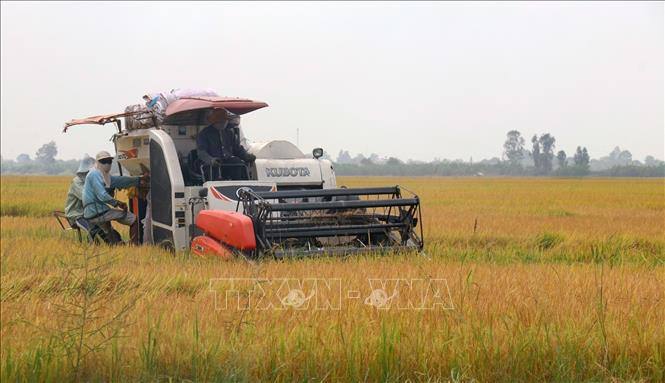 Kinh tế tập thể góp phần làm thay đổi cơ cấu sản xuất nông nghiệp Kiên Giang
