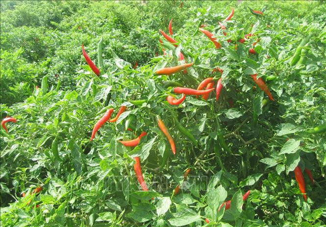 Ớt được thu mua tại ruộng với giá dao động 60.000 – 70.000 đồng/kg, thậm chí có thời điểm giá ớt chạm mức 80.000 đồng/kg. Ảnh: Nguyễn Thành – TTXVN