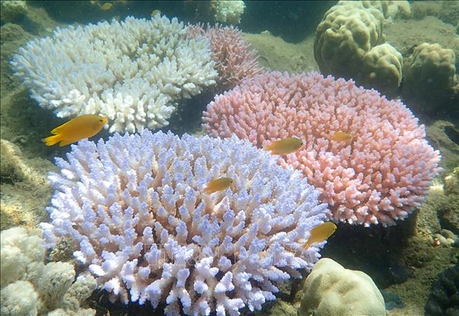 Rạn san hô Great Barrier ở ngoài khơi đảo Orpheus, Australia. Ảnh: AFP/TTXVN