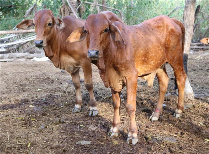 Kiên Giang xuất hiện bệnh viêm da nổi cục trên gia súc 