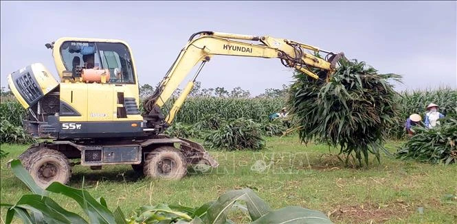 Tăng hiệu quả chuỗi sản xuất ngô sinh khối vụ Đông