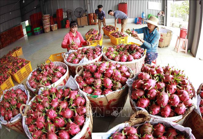 Hợp tác xã thanh long Long Hội ở xã An Lục Đông, huyện Châu Thành có 100 hộ thành viên trồng thanh long trên diện tích hơn 100ha, mỗi năm cung cấp phục vụ thị trường trong nước và xuất khẩu sang Trung Quốc khoảng hơn 5.000 tấn quả, thu lãi khoảng 2 tỷ đồn