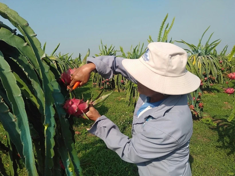Xây dựng chuỗi giá trị thanh long xanh thích ứng với biến đổi khí hậu