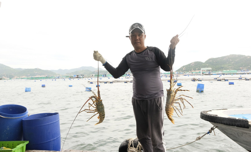 Những ông chủ tôm hùm giàu có tại Khánh Hòa