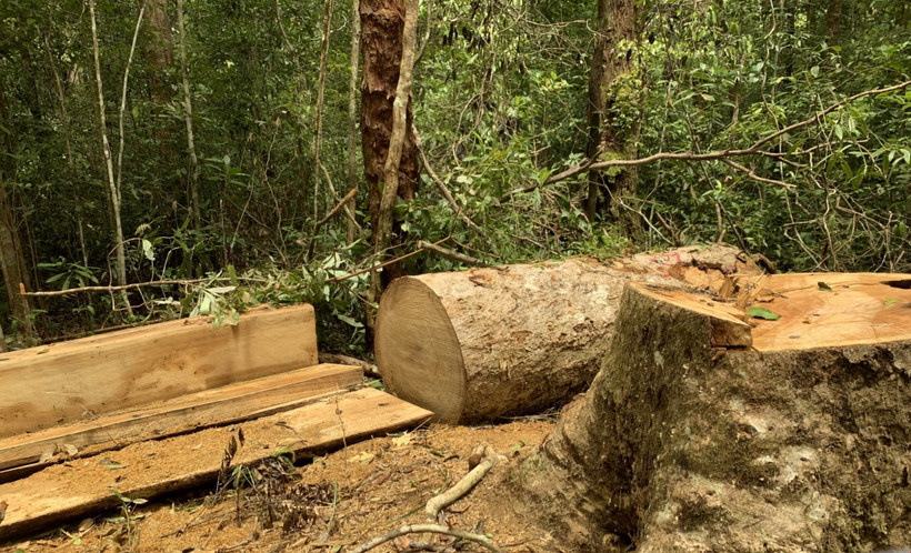 Gia Lai: Khởi tố vụ án phá rừng đặc dụng tại huyện K'bang