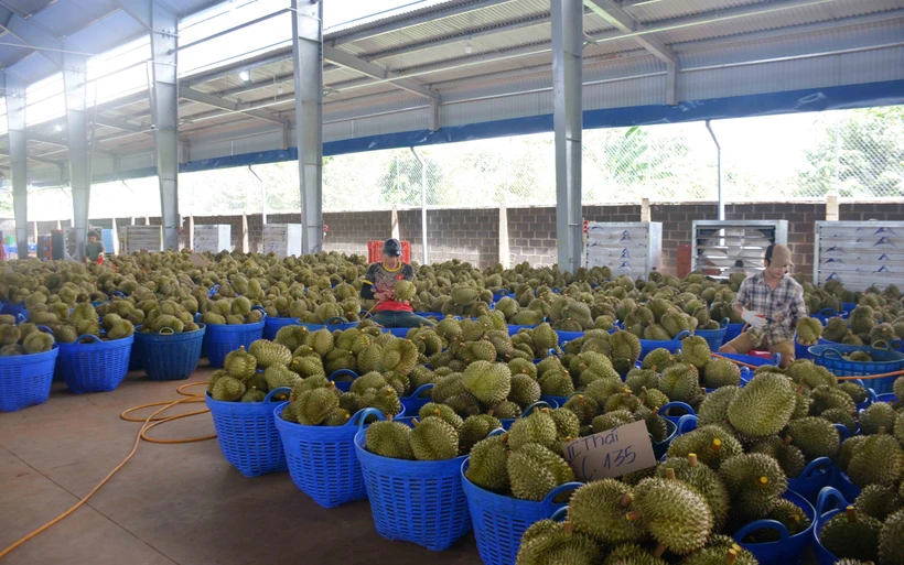 Vụ thu hoạch sầu riêng tại Đắk Lắk: Tranh mua tranh bán và những hệ lụy