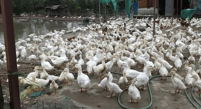 Hiệu quả từ mô hình nuôi vịt thương phẩm