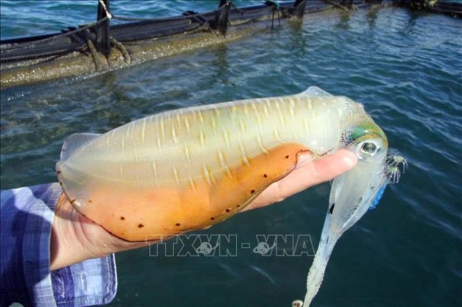 Ninh Thuận: Tạo động lực phát triển kinh tế biển từ nghề nuôi trồng thủy sản