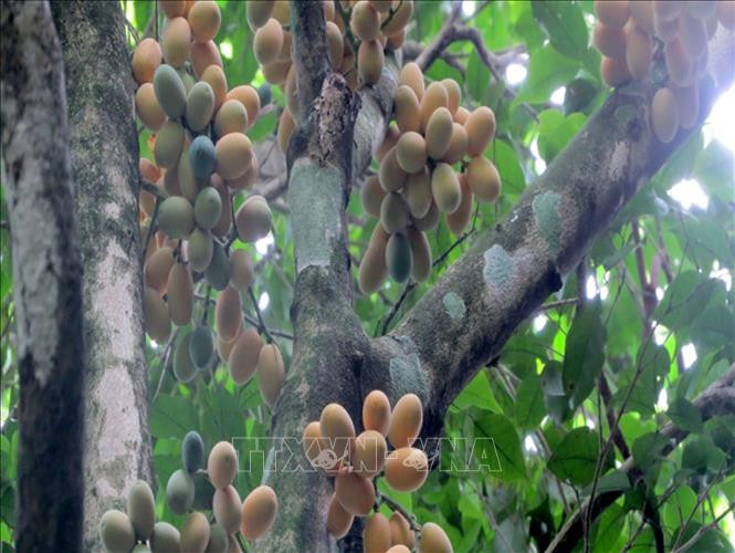 Thanh Hóa nhân giống thành công 7.600 cây rau Sắng quý