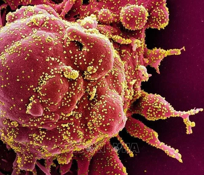 Gene của SARS-CoV-2 có thể làm giảm nguy cơ nhiễm chủng virus corona khác