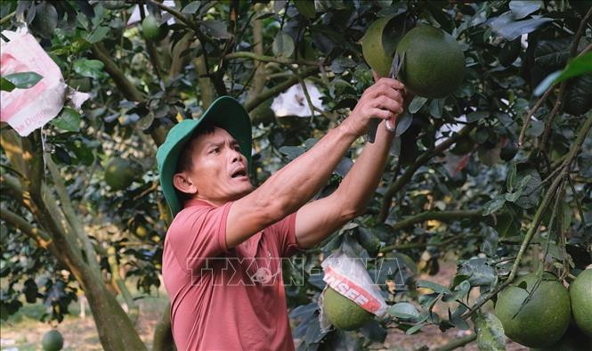 Trở thành tỷ phú từ trồng bưởi da xanh ở Đạ Lây