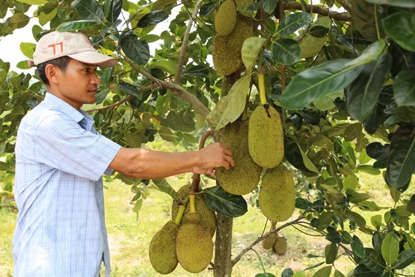 Đảng viên Đinh Kni chia sẻ kinh nghiệm thoát nghèo bền vững