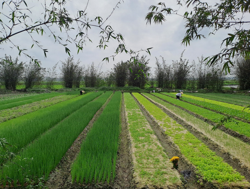 Quảng Bình phát triển mô hình trồng rau hữu cơ