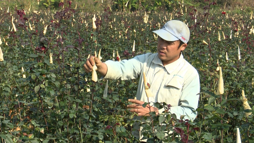 Nông dân Lai Châu khẩn trương xuống đồng gieo cấy lúa Xuân
