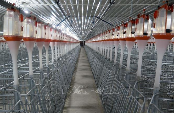 Phú Yên khánh thành trang trại chăn nuôi lợn giống công nghệ cao