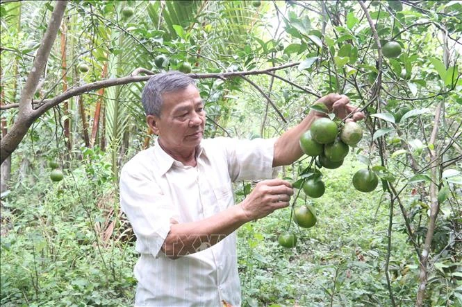 Ông Nguyễn Văn Chừa, thành viên Hợp tác xã Quýt đường Thuận Phú (ấp Long Trị, xã Bình Phú, huyện Càng Long, tỉnh Trà Vinh) có vườn quýt đường 0,4 ha. Ảnh: Thanh Hòa- TTXVN