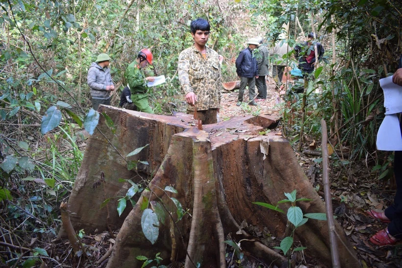 Liên quan đến vụ phá rừng tại hai huyện Kbang, Kông Chro: Kỷ luật nhiều nhân viên quản lý, bảo vệ rừng