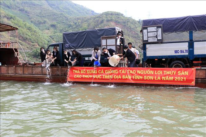 Sơn La thả 200 nghìn con cá giống tái tạo nguồn lợi thủy sản