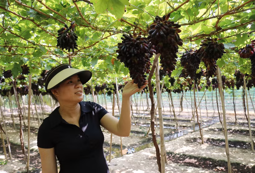 Ninh Thuận tăng giá trị sản xuất từ nông nghiệp ứng dụng công nghệ cao