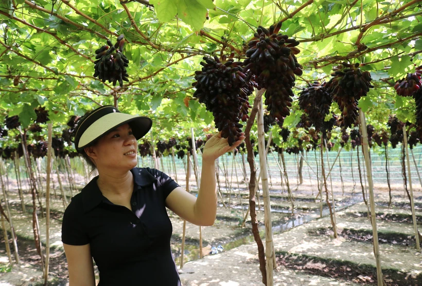 Ninh Thuận tăng giá trị sản xuất từ nông nghiệp ứng dụng công nghệ cao