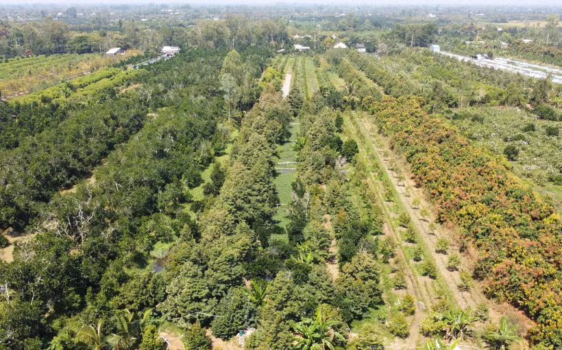 Biết nắm giữ "Tài sản" mã số vùng trồng 