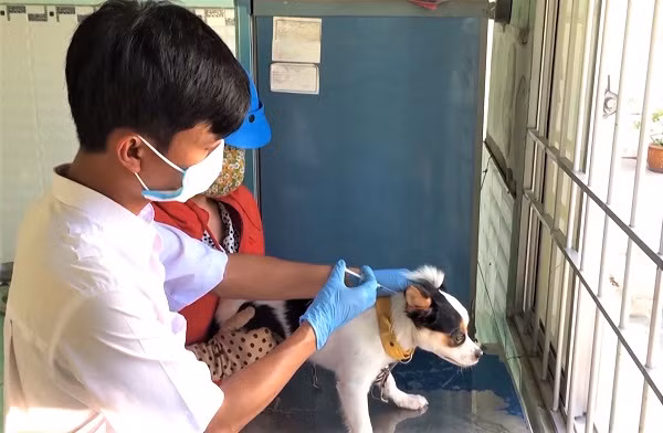 Phú Thọ khống chế, ngăn ngừa bệnh dại trên đàn chó, mèo