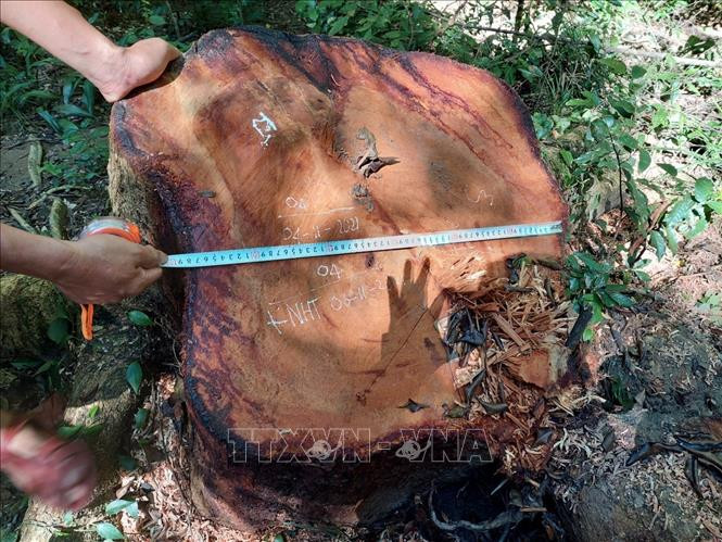 Gia Lai: Khởi tố vụ án phá rừng, gây thiệt hại gần 22m3 gỗ hương